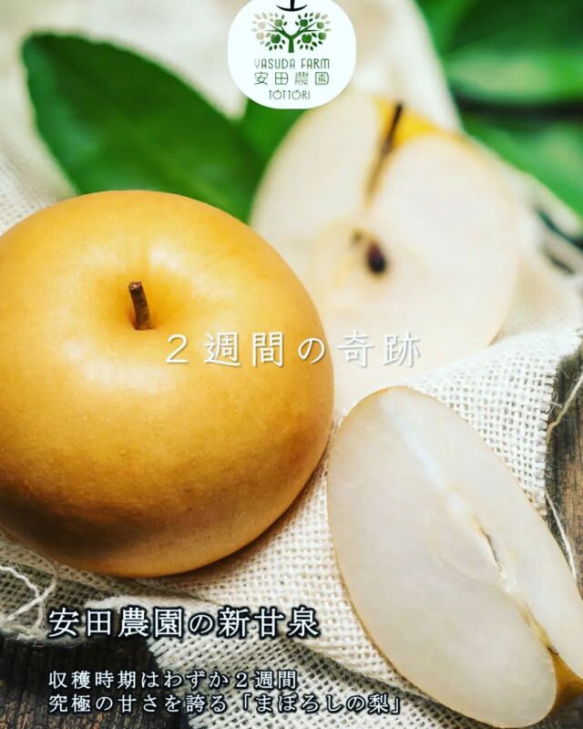 安田農園 鳥取の梨農園