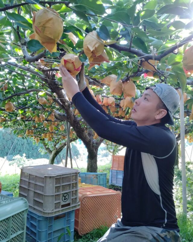 安田農園 鳥取の梨農園